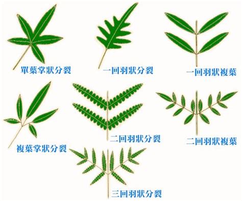 三出複葉植物|葉の形について（その1）